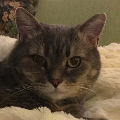 In memory of our beloved gray tabby girl who went OTRB 2/4/20