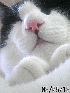 YAKUMOIZUMI's profile picture. 八雲（やくも・白黒 H31.4/17 大天使にクラスチェンジ）出海（いずみ・黒）雷（あずま・雉虎）圓（つぶら・茶トラ） 冬八(とうや・白黒とら(R6.11月入隊)) 月雲(つくも・白黒(R7.2月入隊))猫を飼ってます。動物大好きです。縁があると個人で保護活動も …