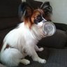 6311Kenji's profile picture. 会社員です。おっちゃんです。写真は愛犬です。パピヨンのSOY（蒼維）君♂、８歳）です。
下のリンクから「SUZURI」のページへ飛びますのでご覧下さい 。
https://t.co/phozdJLqYf
下のリンクの「デザイン検索」で「柴犬だらけ」と検索して下さい。
https://t.co/voa7bFY1l0