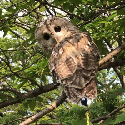 渋谷にあるふくろうカフェHOOT HOOTです。 渋谷駅から徒歩10分、裏渋谷通り沿いにある隠れ家的フクロウカフェCafe HOOT HOOTです(*＾＾*) YouTubeもご覧ください🦉https://t.co/UUOetfAXnn