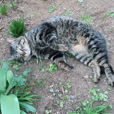 うちの子のケアは飼い主さんの出番❣️飼い主さんと動物病院の橋渡しのために、自分の引き出しを広げる勉強中です🐈。 CATvocate ™️vet / AAFP cat friendly vet / FearFree™️certified vet