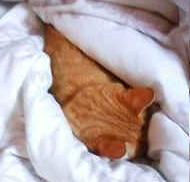 kuriko618's profile picture. 最近あいふぉんに変えてついったー始めたけど、全く使い方わかりません（・ω・｀）