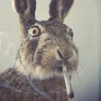 Smoking Rabbit (@chrislustig2) 's Twitter Profile