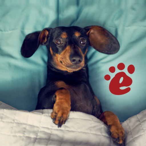 Notes about the fun and interesting life of the dachshund KEKS.
📝 Usefull articles
😹 Funny videos