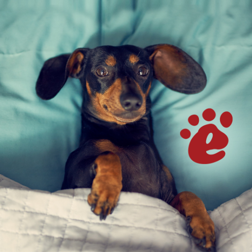 Notes about the fun and interesting life of the dachshund KEKS.

📝 Usefull articles
😹 Funny videos