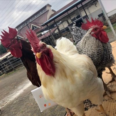 神奈川にある専門高校 「相原高校」 で鶏を育ててる部活のTwitterです🐓Instagramも随時更新中です📸 匿名の質問箱も設置してるのでお気軽にどうぞ📦✨