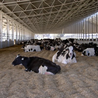 dairy farm consultant .. ex farm manager know what you want!