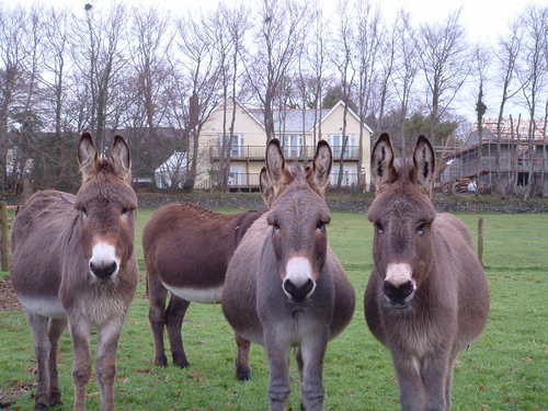 Tamar Valley Donkeys