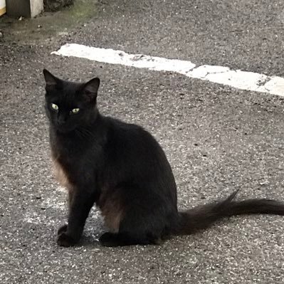戸川 鈍さんのプロフィール画像