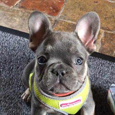 Pebbles the Therapy Frenchie