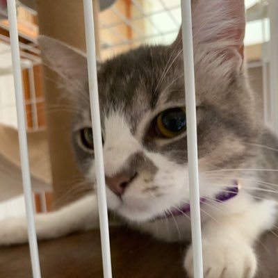 Ryu37922636's profile picture. 羽地→名護→福岡→名護 😸猫ちゃん里親募集！！！😺