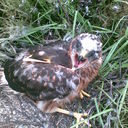 Christopher Cullen - @Ballymacbirder - Twitter