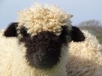 Halsbury Valais Blacknose Sheep
