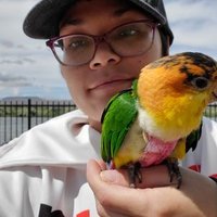 Pineapple The Caique(@CaiquePineapple) 's Twitter Profile Photo