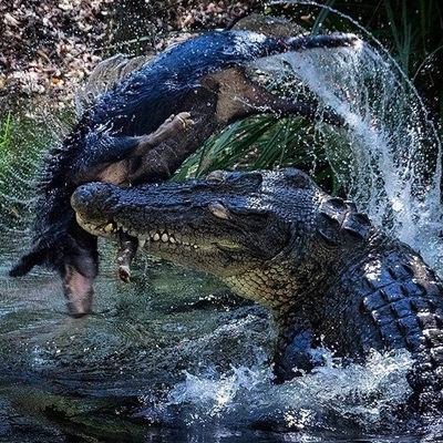 Crocotrader's profile picture. 