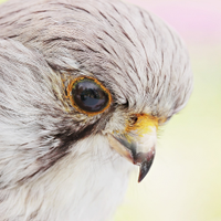 Taxidermy DIY (@taxidermydiy) 's Twitter Profile