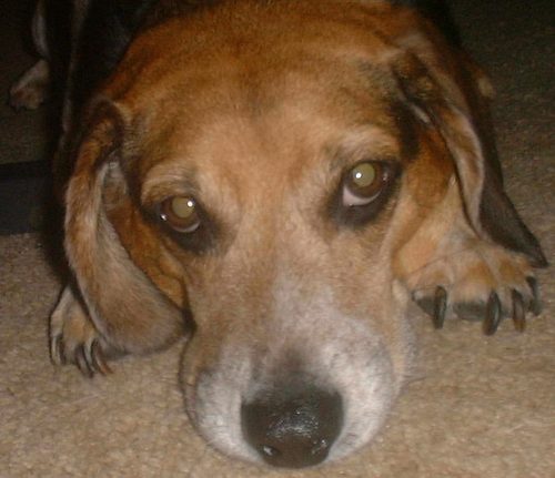 Phoenix's Sexiest Beagle
