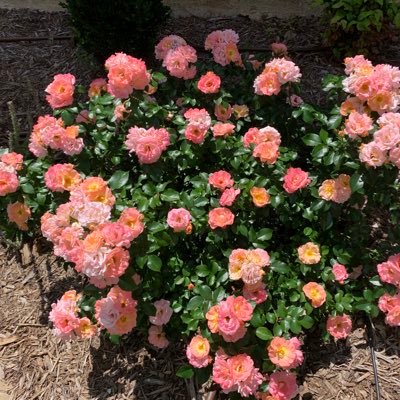 deh3kd's profile picture. American mom and gardener