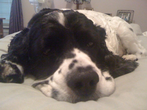 cockersnetwork's profile picture. I’m hoping that my blog will help others to share stories about their pets. Be the first to share your pet story, I’d love to hear them!