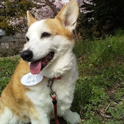 F5M4QaRYidLZg3a's profile picture. 車大好き🚙ペットショップで出逢ったコーギーに一目惚れ💕JUJU大好き❤🎵doorからライブ参戦してます🤗#コーギー