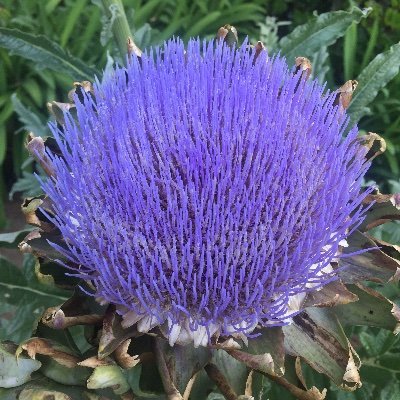 OneFresno's profile picture. My Twitter handle would make a great campaign slogan... #OneFresno