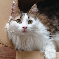 あひるママ (@ah1ru_mama) 's Twitter Profile Photo あひるママ (@ah1ru_mama) 's Twitter Profile Photo