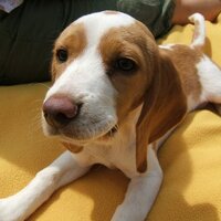 BREW Beagle Rescue (@brewbeagle) 's Twitter Profile