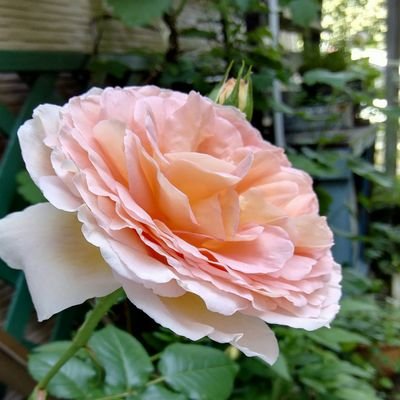 Emilin Aki バラはほとんど終わってしまい 今はつるバラ 宇部小町 バレリーナ キング 名無しさん が キングは古い品種ですが日陰でハッとする魅力を発揮していて 今絶賛ﾎﾚﾎﾞﾚ中 ドライも綺麗 名無しさんは何処から来たのか全く記憶になく名前