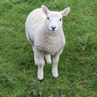 Ineedanewname33's profile picture.
