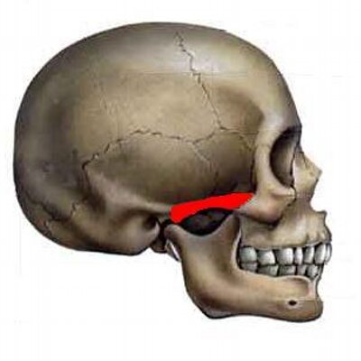 Arco Cigomático (Arco_Cigomatico) Twitter