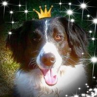 Daisydogdailydiary(@daisydogdiary) 's Twitter Profile Photo