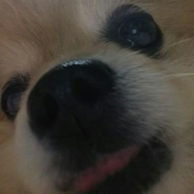 6gmc9's profile picture. 推し(の)活(動)が生き甲斐な夢烏ドエル女魂兎団
MUCC/L'Arc~en~Ciel/ギルガメッシュ/兎-usagi-/lynch. etc
音楽や2次元等、多種多様の沼で遊び二足どころではない草鞋を履き潰しながら人生楽しんでいます٩( 'ω' )وだいたい箱推しの民
次→11/28　TETSUYAビルボード