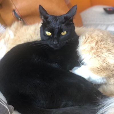 blacklilynico's profile picture. ああ、全てが人並みにうまくいきますように。凸凹姉弟のADD母。🐈5匹 趣味は家づくり。2023娘→言語凹自由な共学校🌸最強のパリピ。2025息子→処理速度凹言語凸、ゲーム中毒、癇癪持ち。面倒見抜群の男子校🌸たまに凸凹受験情報をつぶやきます　中受関係ない方はブロック