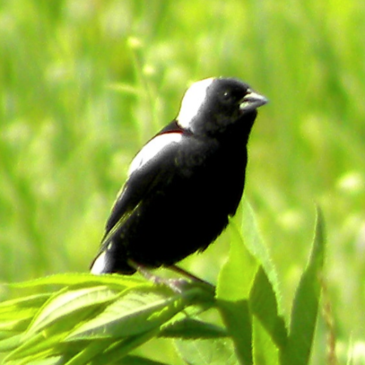 We are dedicated to prairie and woodland restoration. Located near 59 and Golf in Cook County, IL. Volunteers welcome!