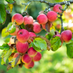 Ridge & Furrow Cider (@furrowcider) Twitter profile photo Ridge & Furrow Cider (@furrowcider) Twitter profile photo