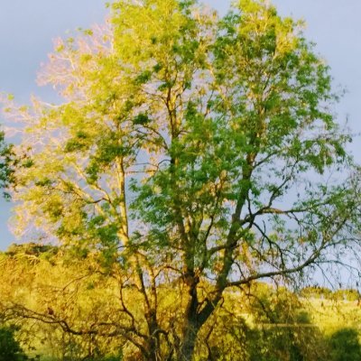 ina_scholten's profile picture. 