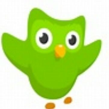 duolingo twitter duolingo twitter