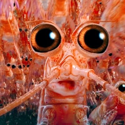 Crypto_Krill Profile Picture