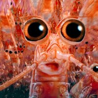 ⚡Crypto_Krill⚡ (@crypto_krill) 's Twitter Profile