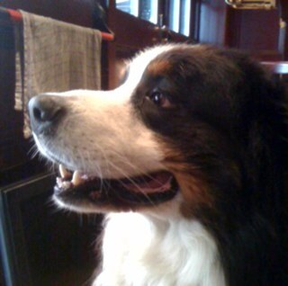 HansOpdam's profile picture. Horeca ondernemer