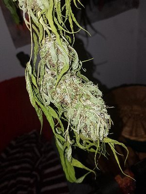 RAJ31335094's profile picture. CH RAP
KUSH OUT NOW 
RAJ! Official HAF
Old School/Trap