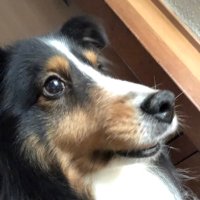 鏡の国のビヨンド (@beyond0alice) 's Twitter Profile