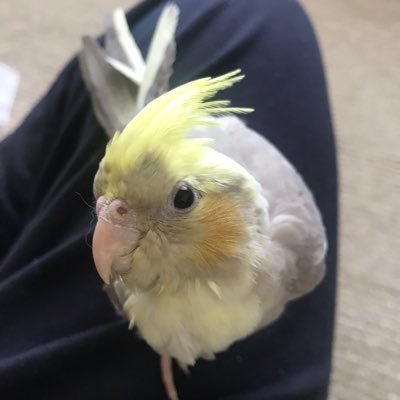 札幌市内でこじんまりとオカメインコの繁殖をしています。生まれたヒナ達の里親さまを有償にて募集しております。直接引き取りに来ていただける方のみお問い合わせください。 動物取扱業登録済 札健動セ登録第241号 （有効期間の末日 平成34年3月4日） hoppedia@yahoo.co.jp