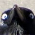 Crow Moxie (@crow_moxie) Twitter profile photo Crow Moxie (@crow_moxie) Twitter profile photo