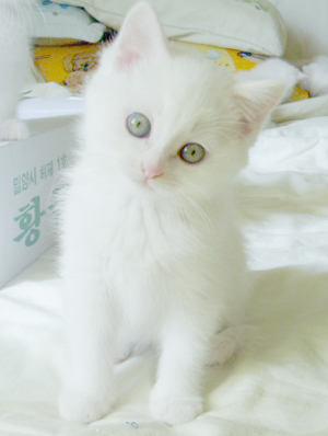 korksj's profile picture. 그가 여성 이여도 좋고 남성 이여도 좋다. 나보다 나이가 많아도 좋고, 동갑이거나 적어도 좋다. 다만, 그의 인품이 맑은 강물처럼 조용하고 은근하며, 깊고 신선하며, 예술과 인생을중히 여길 만큼 성숙한 사람이면 된다...