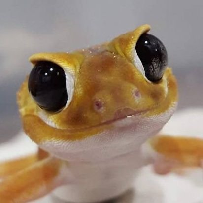 chan_Ree_'s profile picture. 神戸でﾀﾏｵﾔﾓﾘ、ｲｼﾔﾓﾘ、ﾚｵﾊﾟのﾌﾞﾘｰﾄﾞ、販売をしてます♪

気軽にフォロー、DMくださいませ^^

GECKO BASE
兵庫県神戸市垂水区清水が丘3-2-6
神健保第0822008号
種別:販売
登録年月日:平成30年3月22日
有効期間:令和5年3月21日
責任者:山本翔太