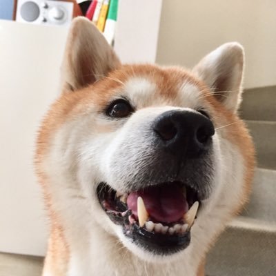 ShibainuD Profile Picture