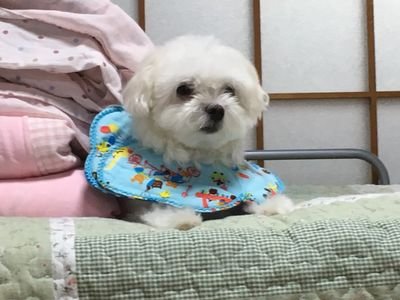 たまにクリップをあげています 犬が好き🐶最近valoにハマってる