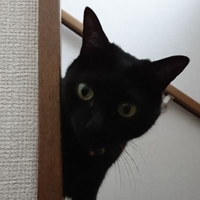 neko_zo_ Profile Picture