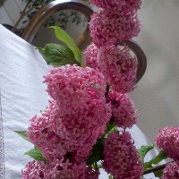 Marilyn Oliver (@mtmarilyn2) 's Twitter Profile